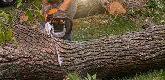 Tree and Shrub Care in New London, IA