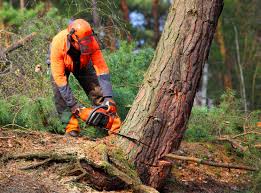 New London, IA Tree Services Company